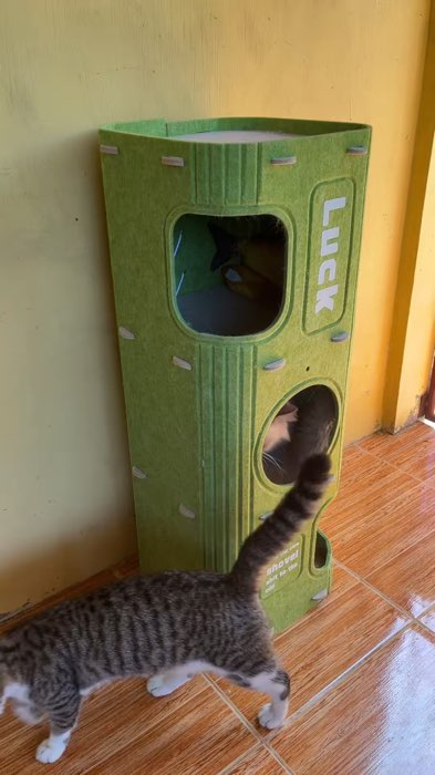 Cat tower #cat #animals #viral #FreeCoinsInShopeeVideo #Shopee33InstantSurprise #MasMuraSaShopee #shopeeph #shopee