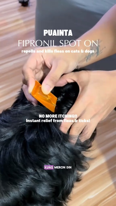 pampatanggal ng kuto at garapata #puainta #fipronil #garapata #kuto #fiproniltreatment  #tick #flea #antitickandflea