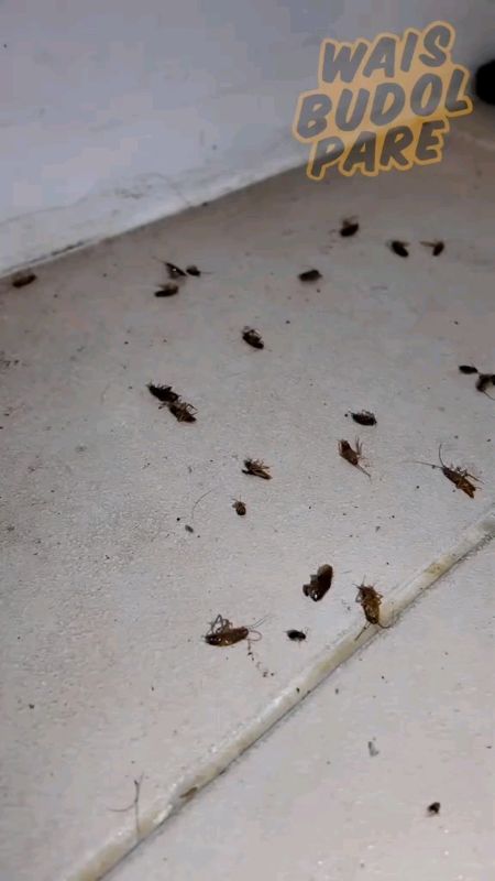 Cockroach killer #MasMuraSaShopee #FreeCoinsInShopeeVideo