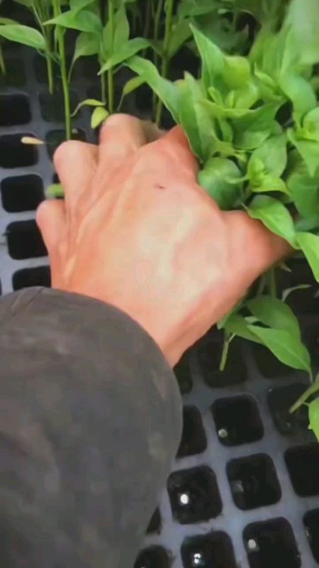 Latest Seedling Tray 128/105/72/50/32 Hole Flower Seed Germination Pot with Drainage Holes