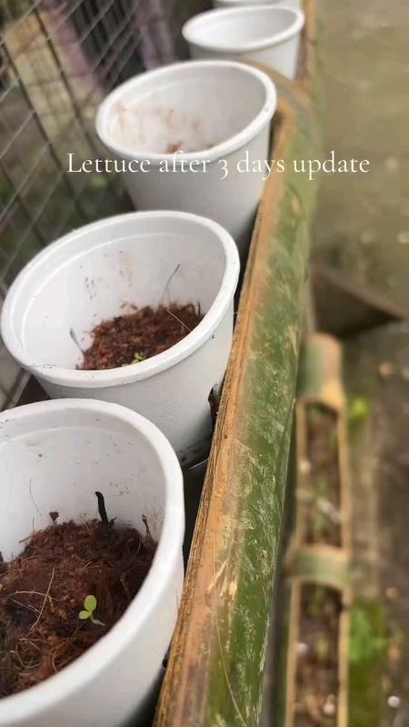lettuce seeds golden plant #FreeCoinSaShopeeVedio #MasMuraSaShopee #HugotSaShopee #ShopeePHPaydaySale