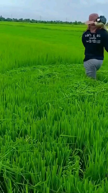 Grass Cutter Rechargeable LithiumBattery 68V/98V/168V Cordless Electric Lawn Mower Trimmer  Garden P