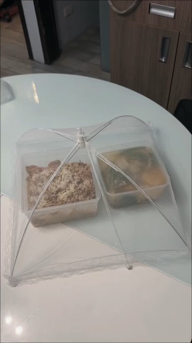 Mesh Food Cover #MasMuraSaShopee #fyp #trending #bilina #FoodCover