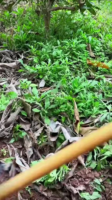 #Steel #garden #hoe #Outdoor #Without #handle #shovel #Weeding #rake #Digging #trending #tool #fashion #diy