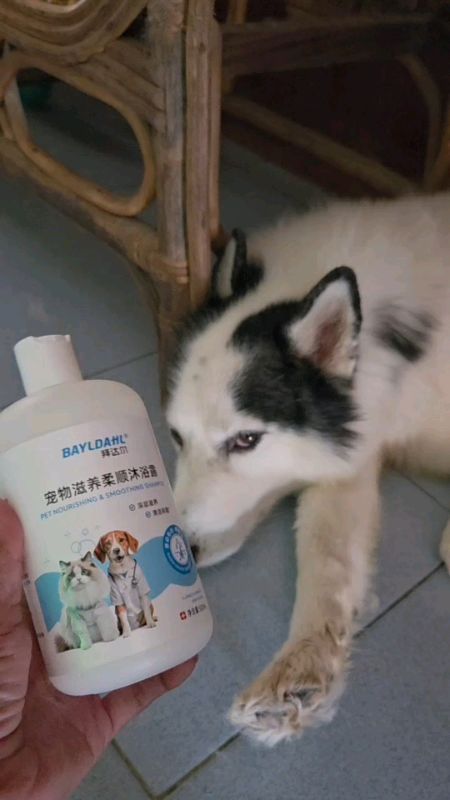 Bayldahl pet conditioner and shampoo 500ml #bayldahl #petshampoo #petcare #petgroomingkit #petneeds