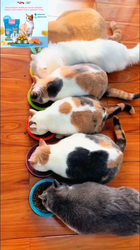 MR.VET #cat #hair #SkinCare #functional  #DriedMeat #Toppings #mrvet #forcat #shopeefinds #shopeesale #MasMuraSaShopee #checkoutna
