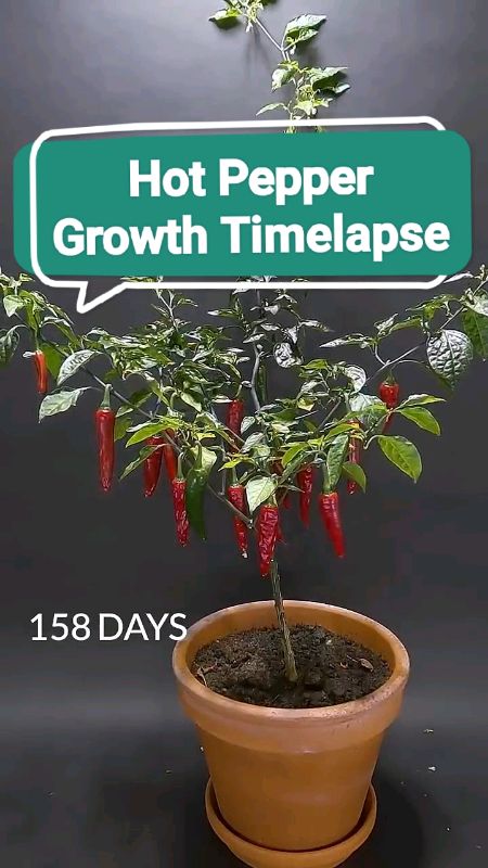 Hot Pepper Growing Timelapse #planting #vegetables #timelapse #healthy #plantita #gardening #gardens #sili #pepper #hotpepper
