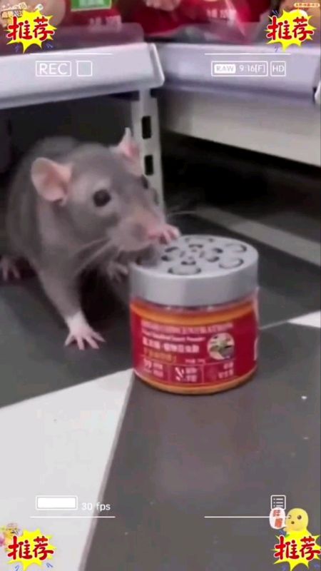 Rat repellent #rat #repellent #nontoxic